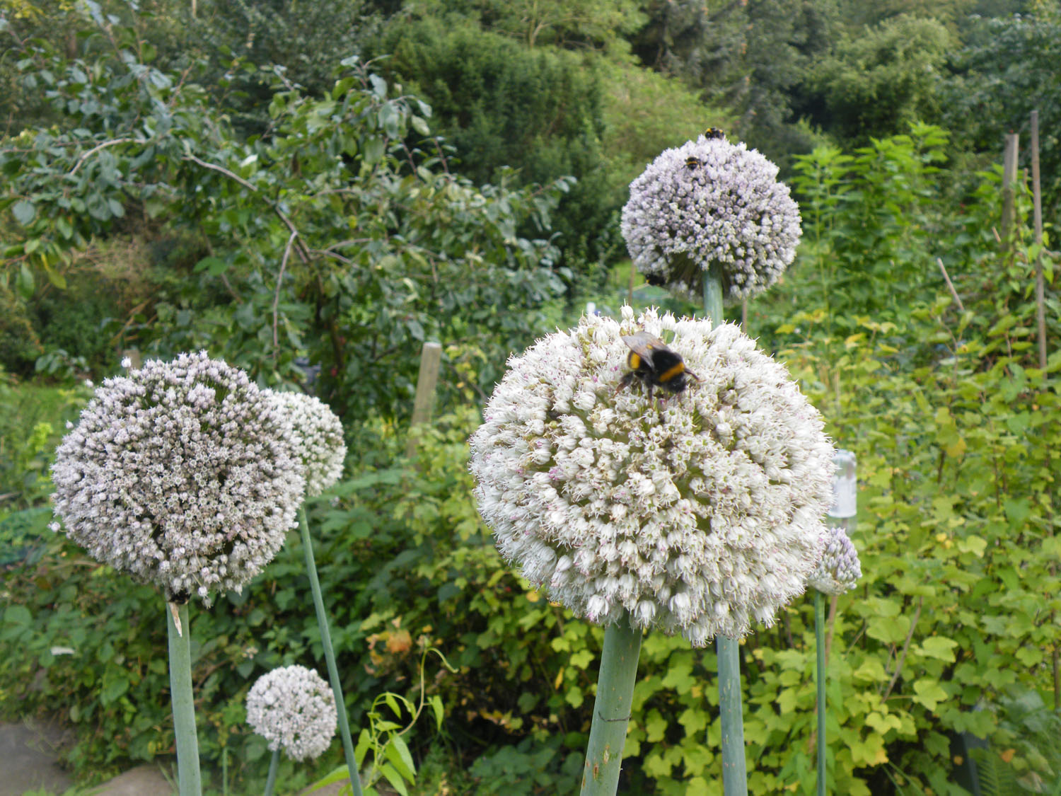 Pollinators hard at work in the allotments