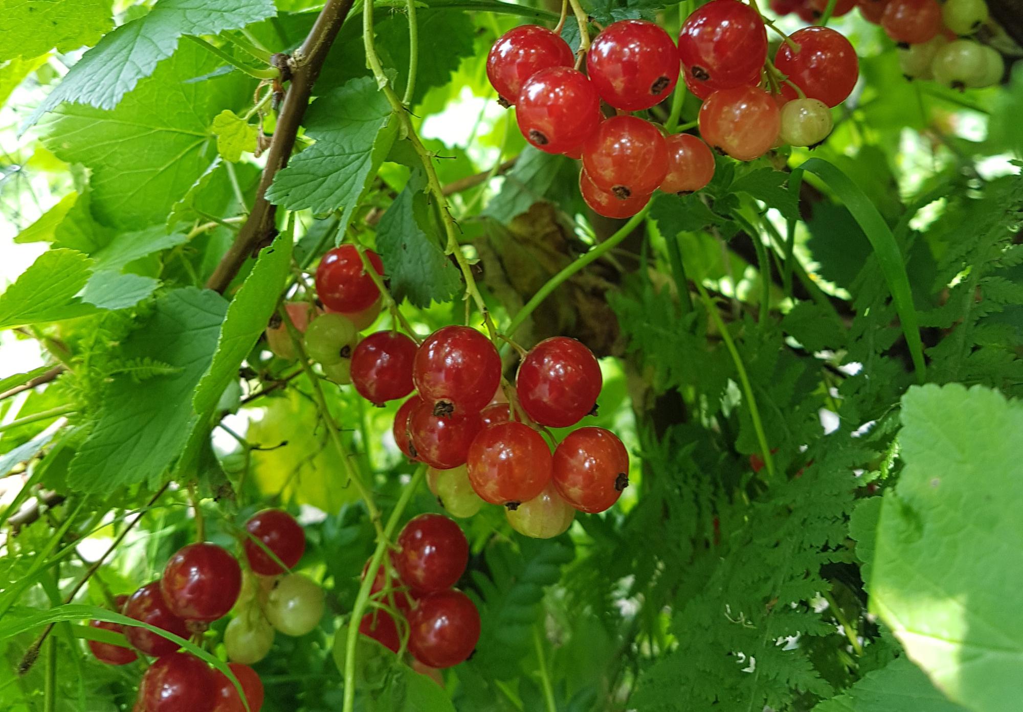 Ripe redcurrant berries ready to pick