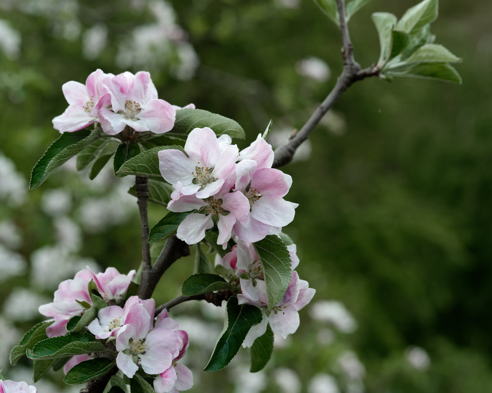 Apple blossom, evening on the allotment