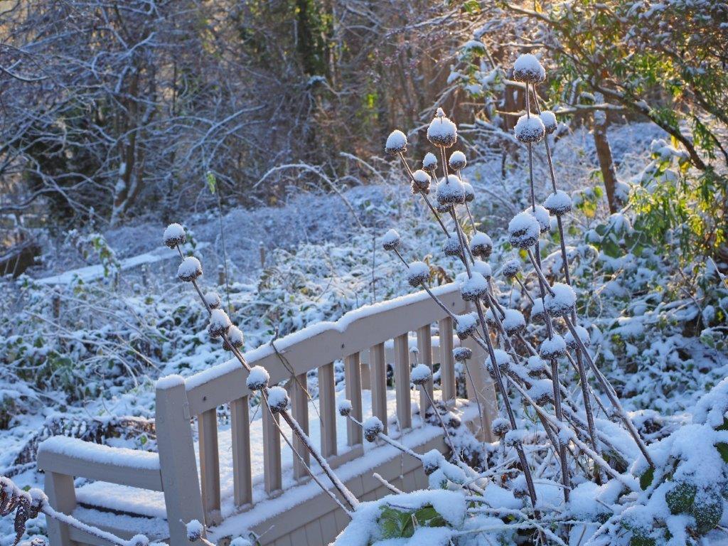 The recent wintry weather added a seasonal touch to our plots. Many thanks to John Farrington for these beautiful photos. Maybe we should produce our own Christmas cards in future?