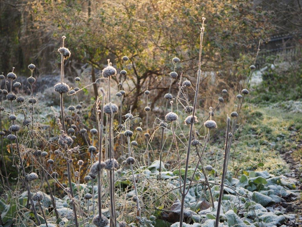 Seedpods and frost
