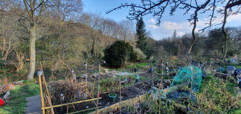 View of allotment with blue sky