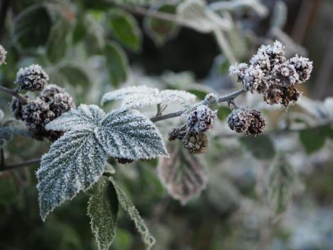 Frost on blackberries