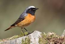 Image of redstart