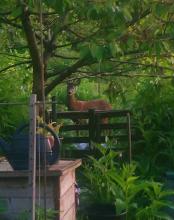 Deer in trees at allotment