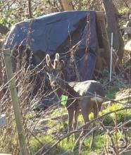 Deer with antlers