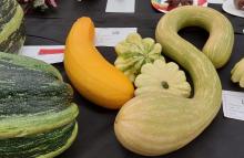 unusual veg entries for allotment show 2026