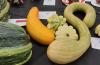 unusual veg entries for allotment show 2026